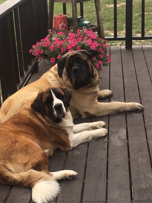 Two Large Dogs Laying On a Porch.