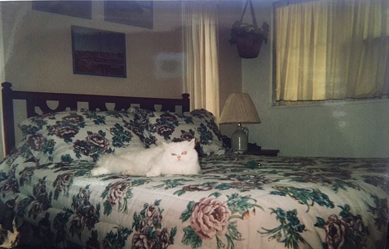 Floral Bedspread With A White Cat Laying On It.